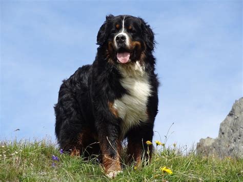  Bred from Great Mastiffs and other types of guard dog breeds, the Bernese Mountain Dog was brought over to Switzerland approximately 2, years ago by the Romans